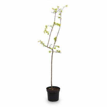 Prunus