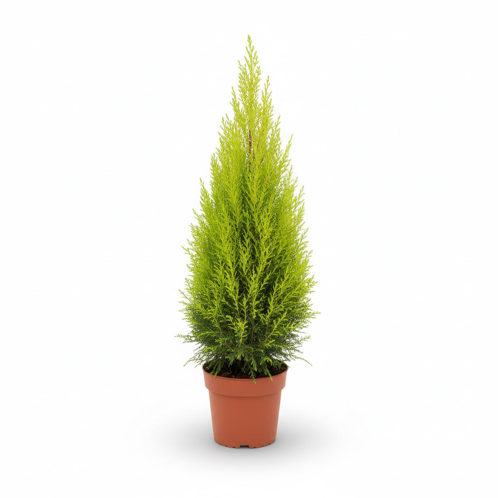 Cupressus mac. Goldcrest