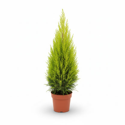 Cupressus mac. Goldcrest
