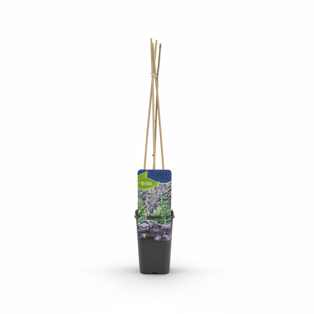 Wisteria Prolific