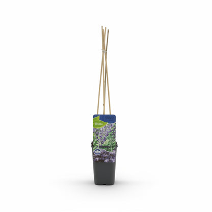 Wisteria Prolific