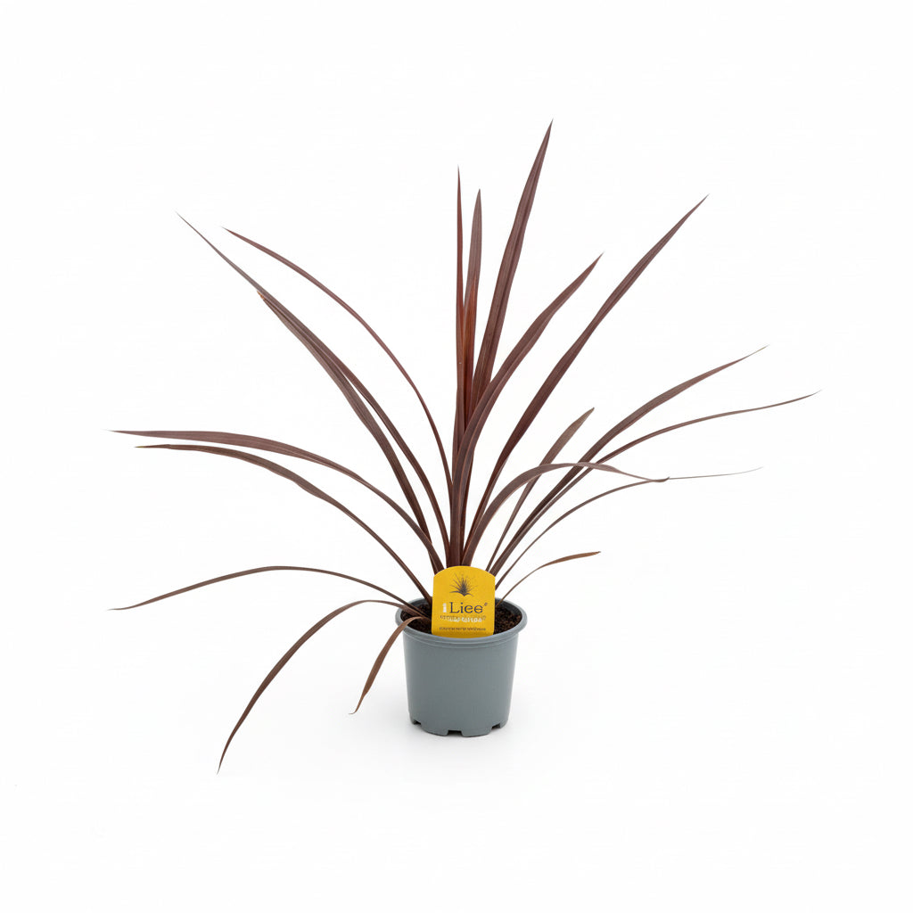 Cordyline Australis Red