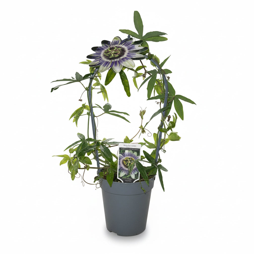 Passiflora caerulea