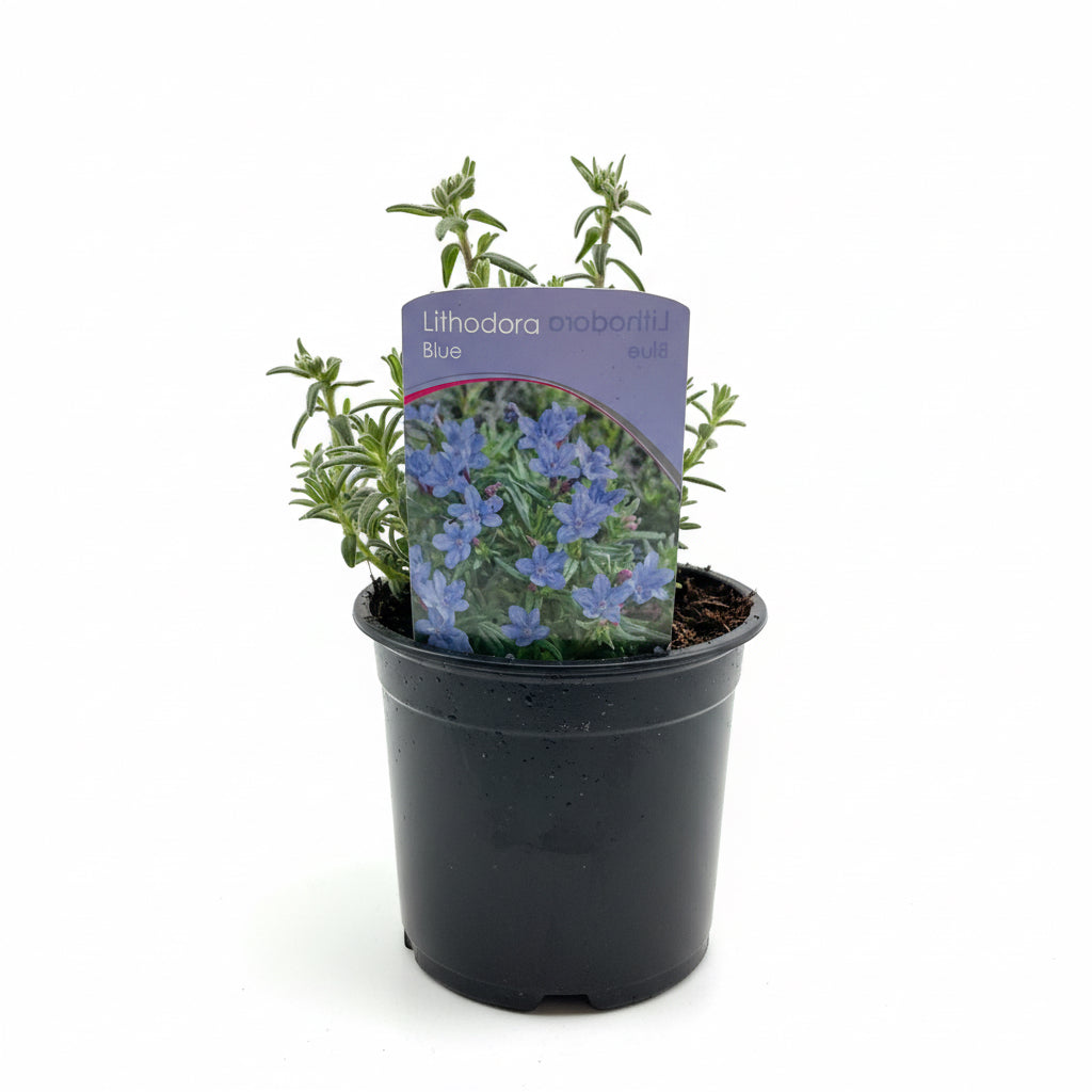 Lithodora Blue