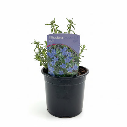 Lithodora Blue