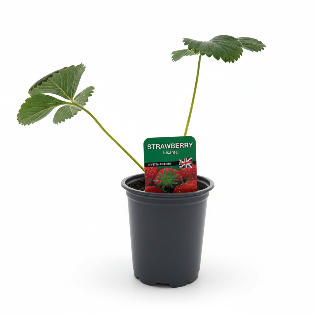 Strawberry Elsanta