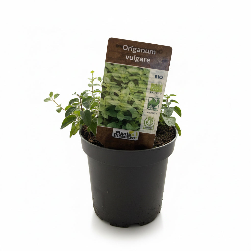 Origanum
