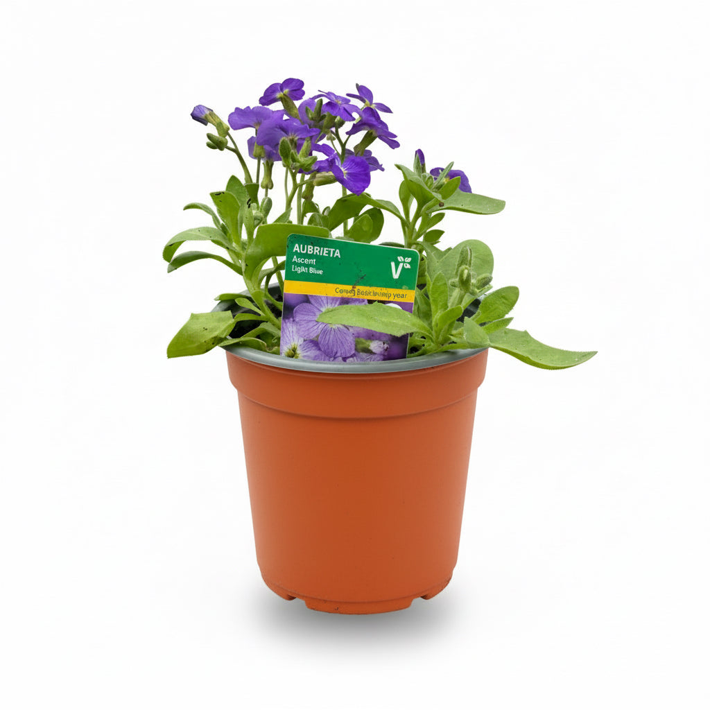 Aubrieta