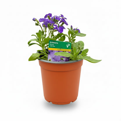 Aubrieta