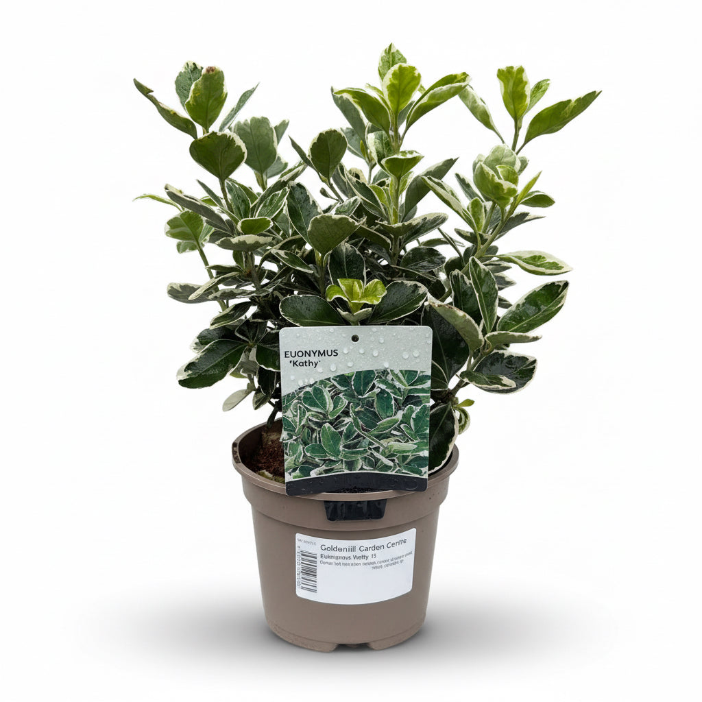Euonymus 'Kathy'