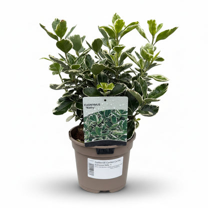 Euonymus 'Kathy'