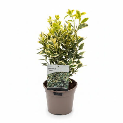 Euonymus Japonicus Bravo