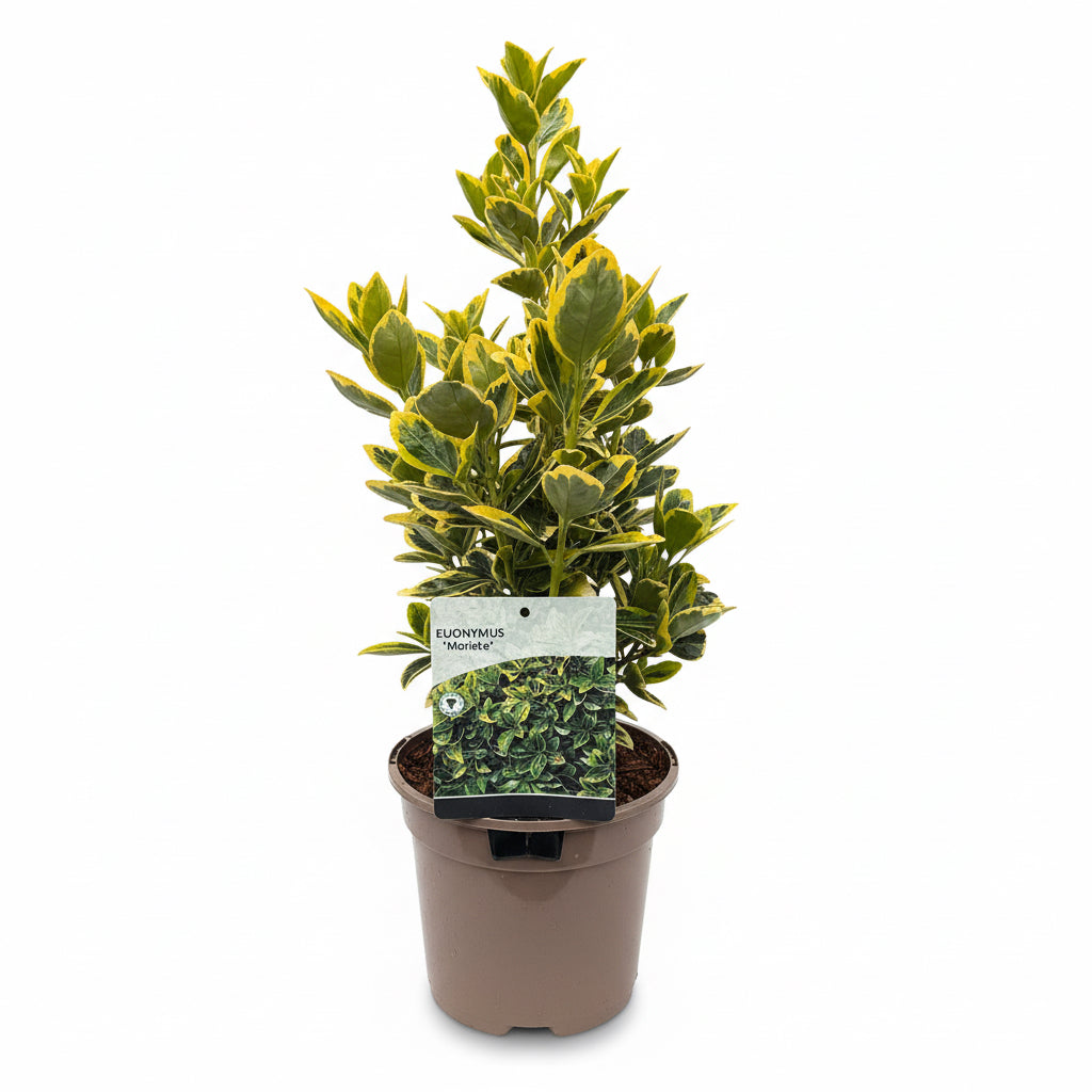 Euonymus jap. 'Marieke'