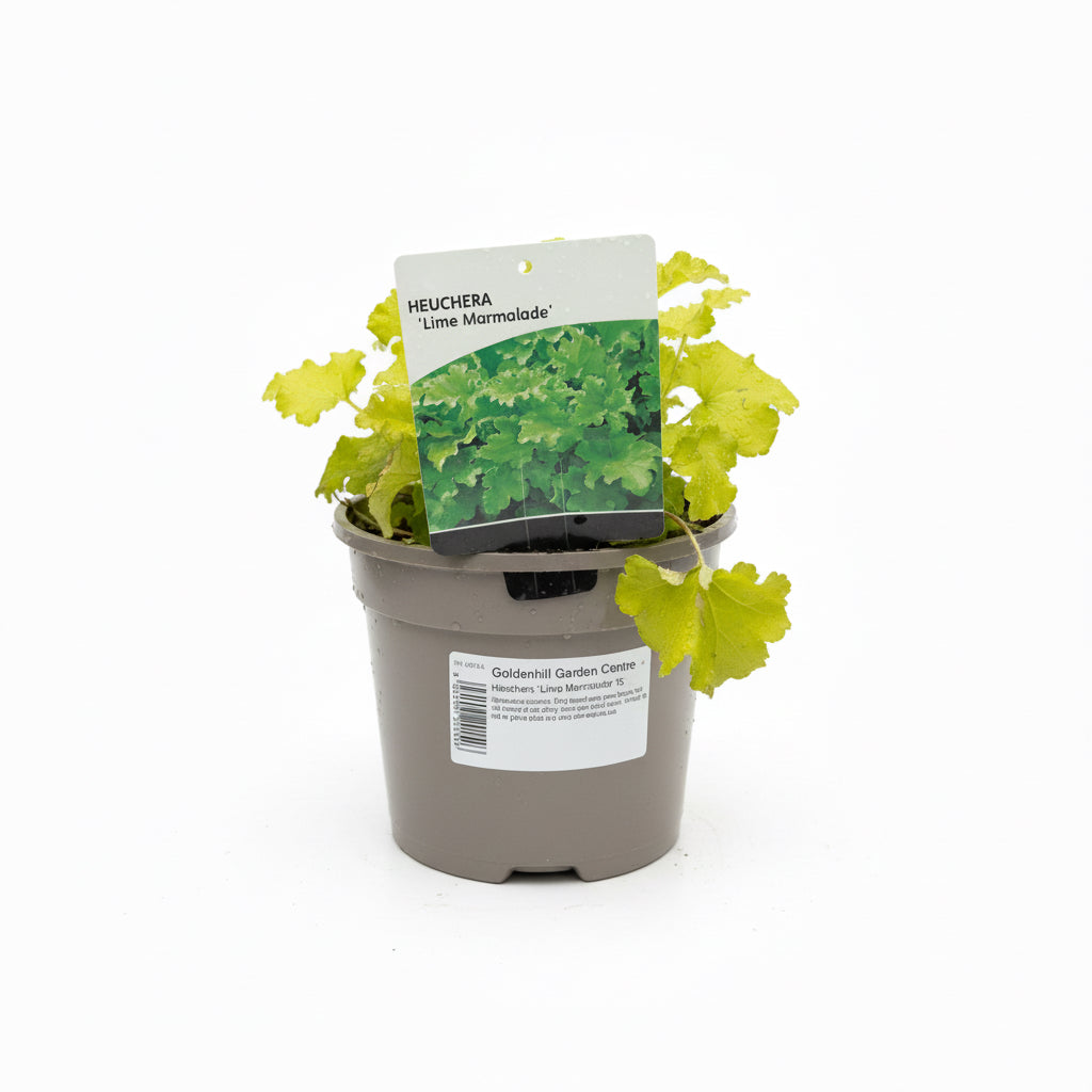 Heuchera Marmalade