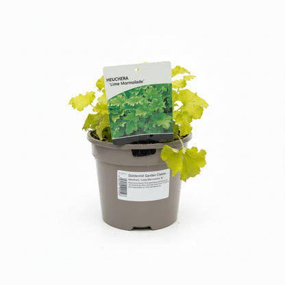 Heuchera Marmalade