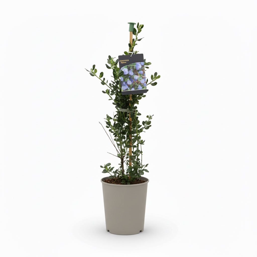 Ceanothus thrys. 'Skylark'