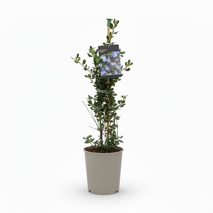 Ceanothus thrys. 'Skylark'