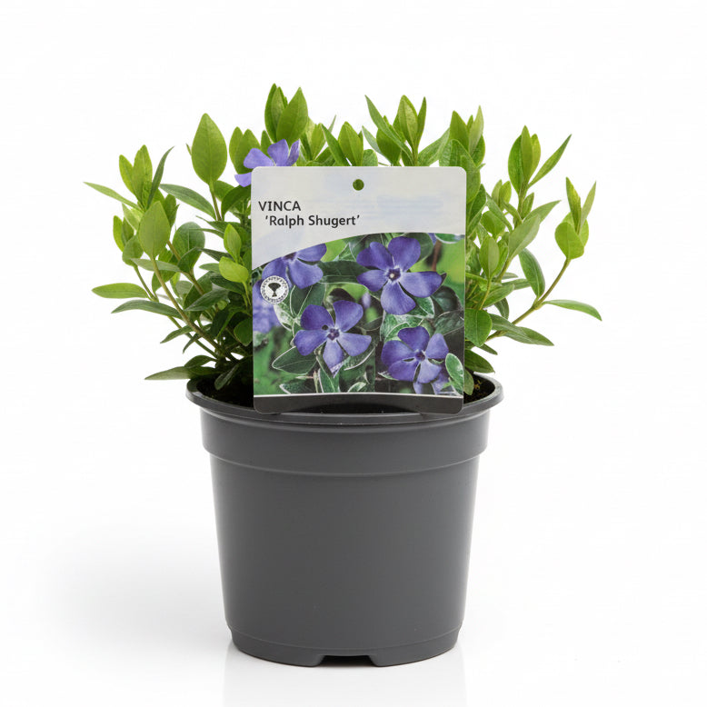 Vinca minor 'Ralph Shugert'