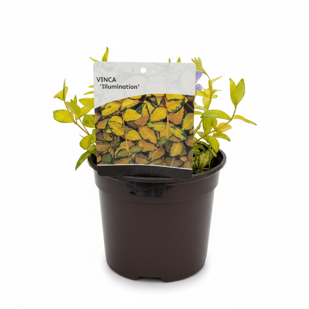 Vinca minor 'Illumination'