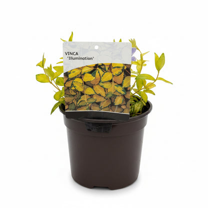 Vinca minor 'Illumination'