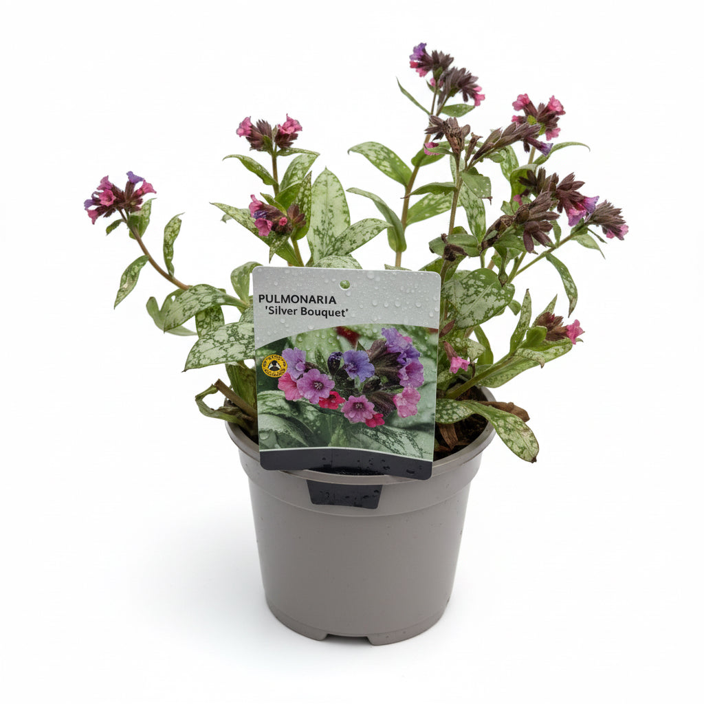 Pulmonaria 'Silver Bouquet'