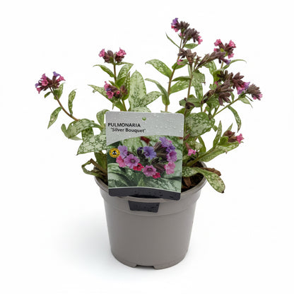 Pulmonaria 'Silver Bouquet'