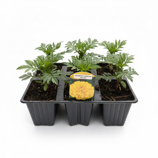 Marigold African Yellow