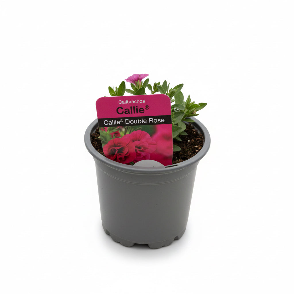 Calibrachoa Callie® Double Rose