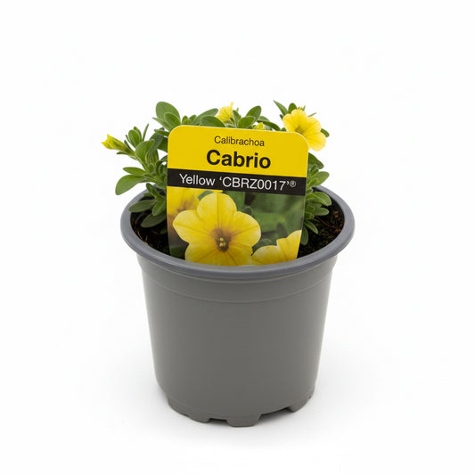 Calibrachoa Cabrio Yellow