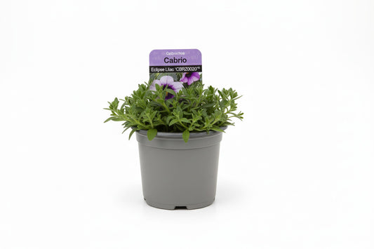 Calibrachoa Cabrio Eclipse Lilac