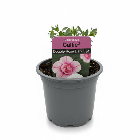 Calibrachoa Cabrio Double Rose Dark Eye