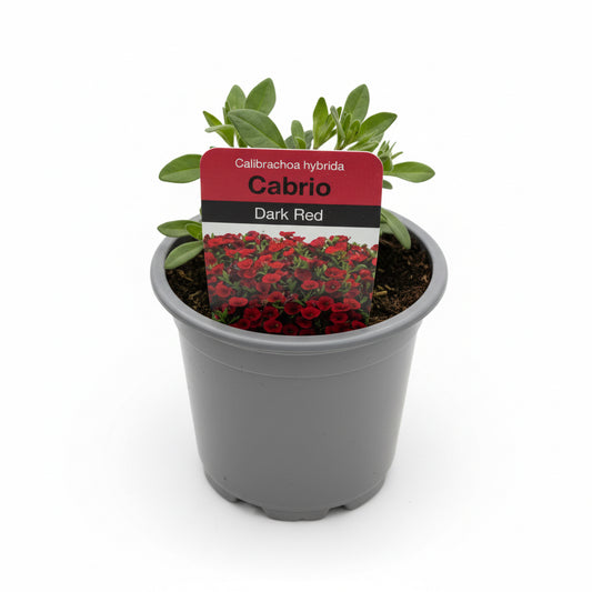 Calibrachoa Cabrio Dark Red
