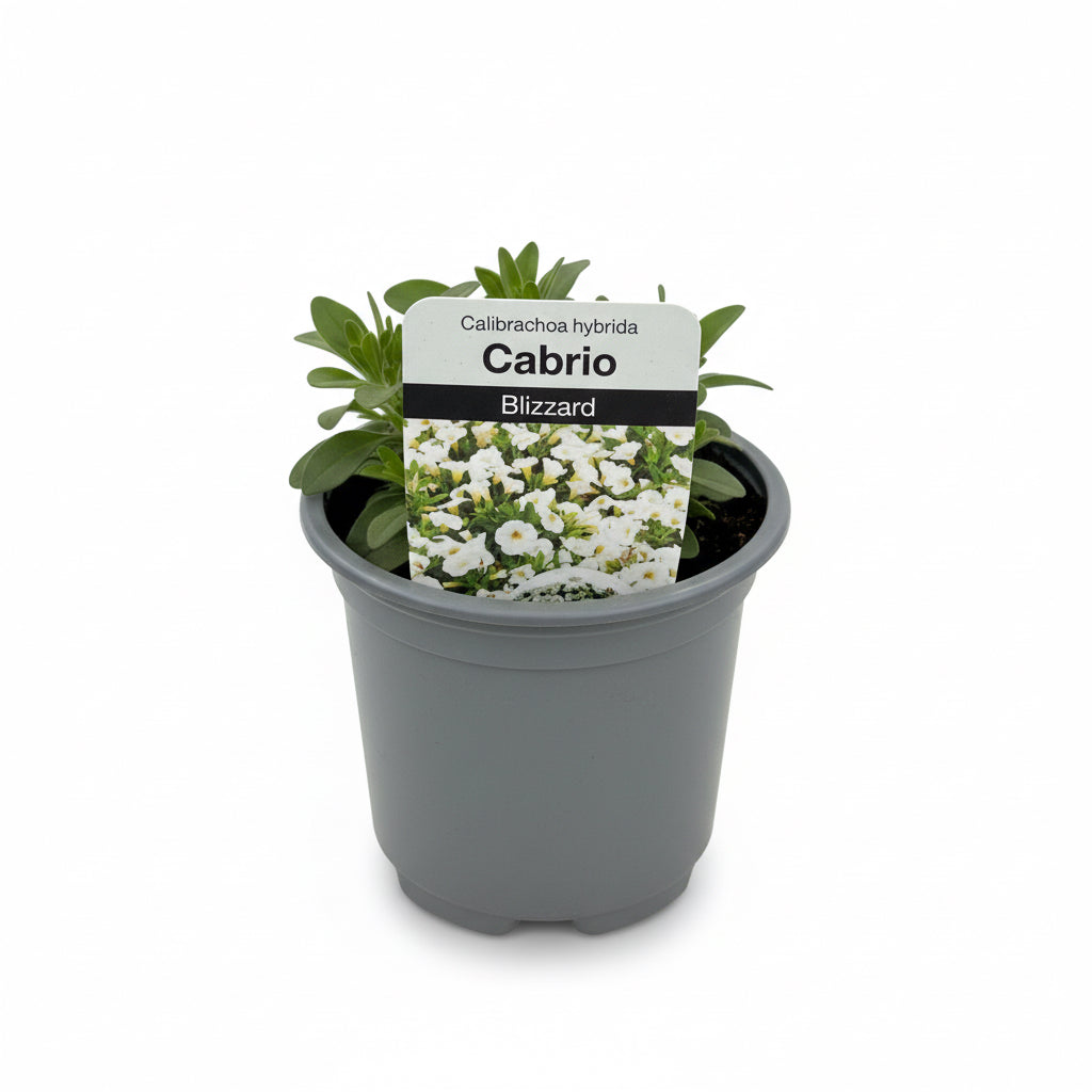 Calibrachoa Cabrio Blizzard