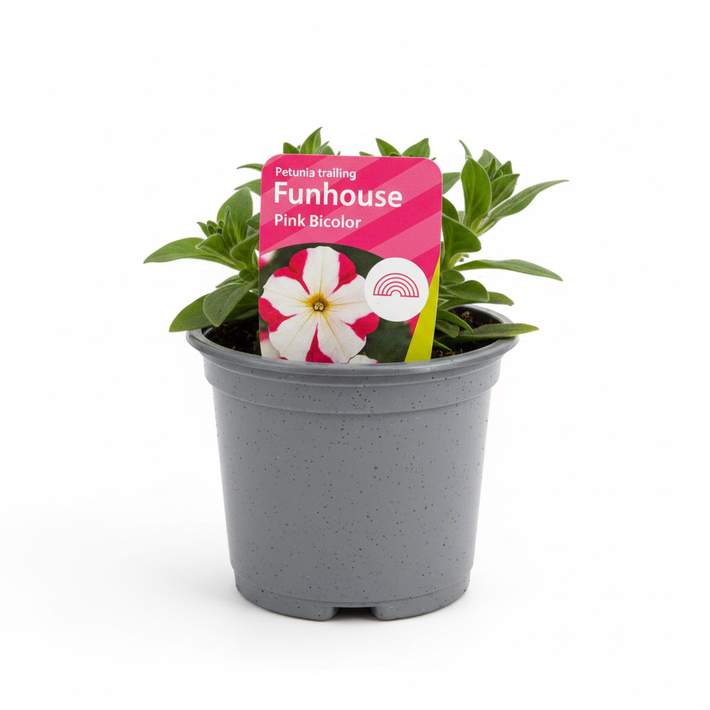 Petunia Fun House Pink Bicolor