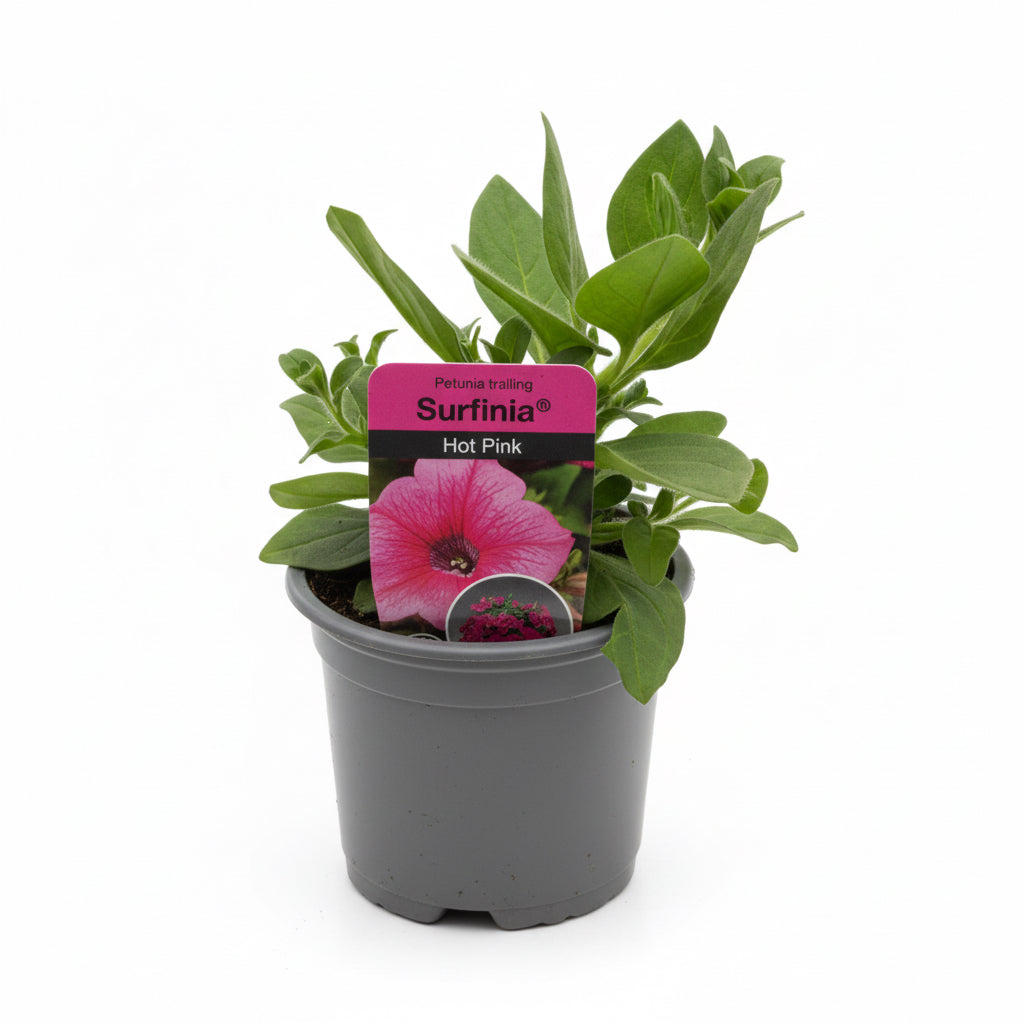 Petunia 'Surfinia' Hot pink