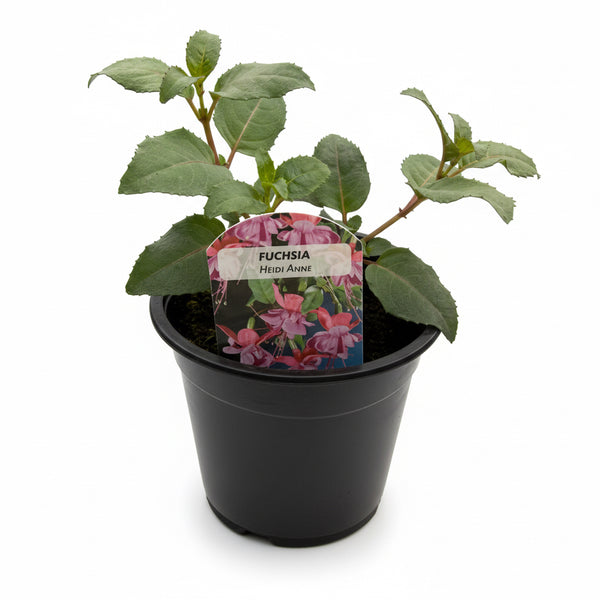 Fuchsia Bush Heidi Ann