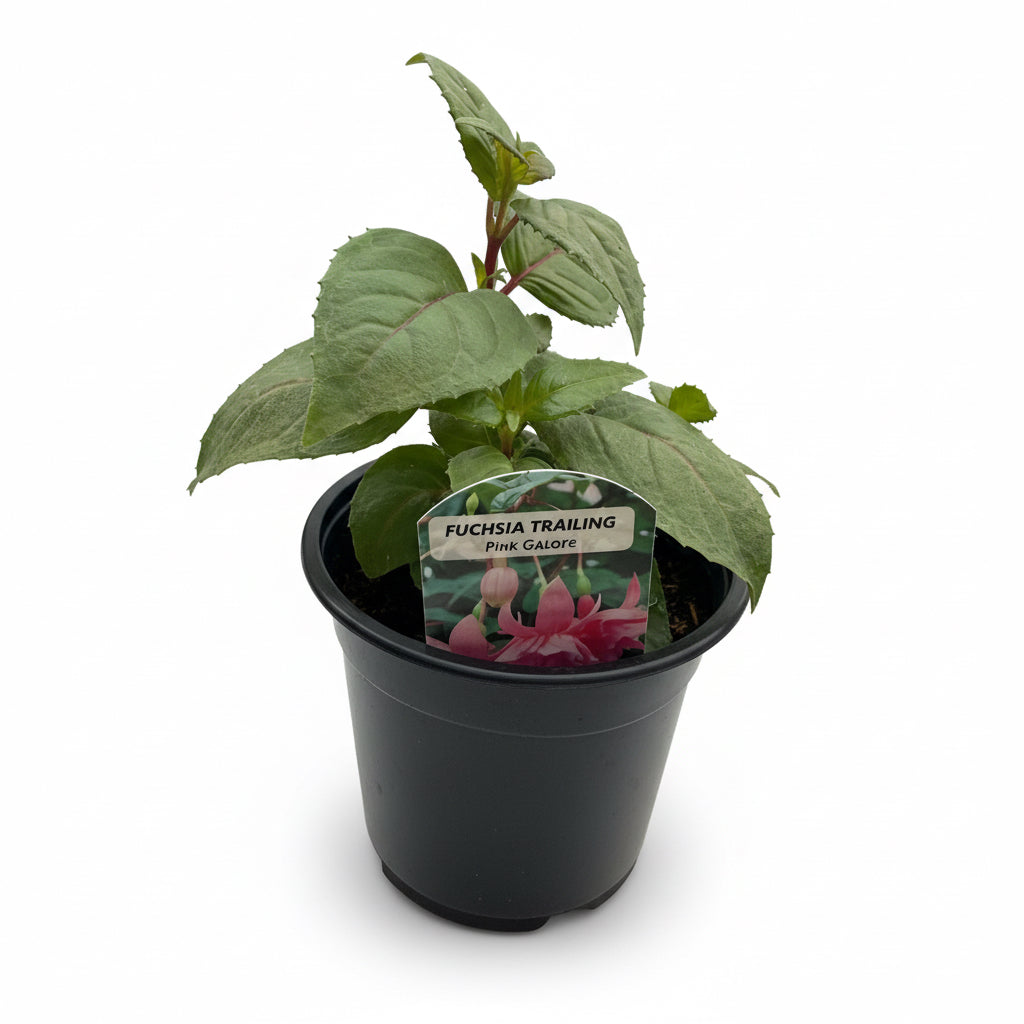 Fuchsia Trailing Pink Galore