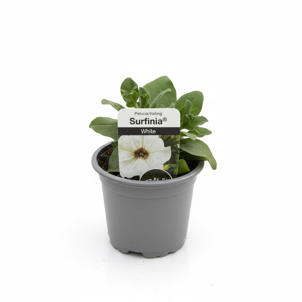 Petunia 'Surfinia' White