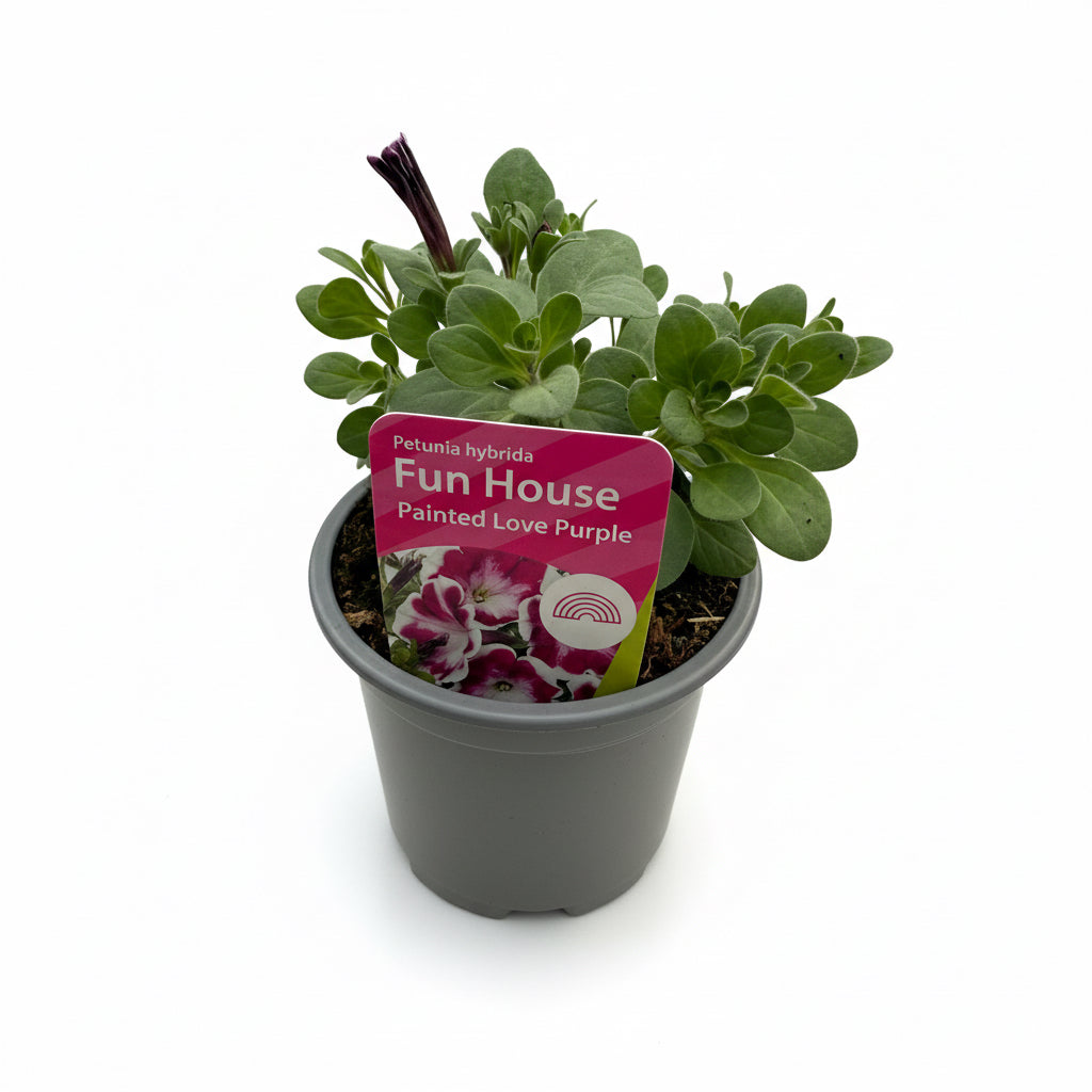 Petunia Fun House Painted Love Purple