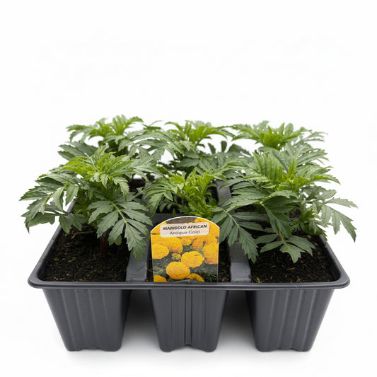 Marigold African Antigua Gold