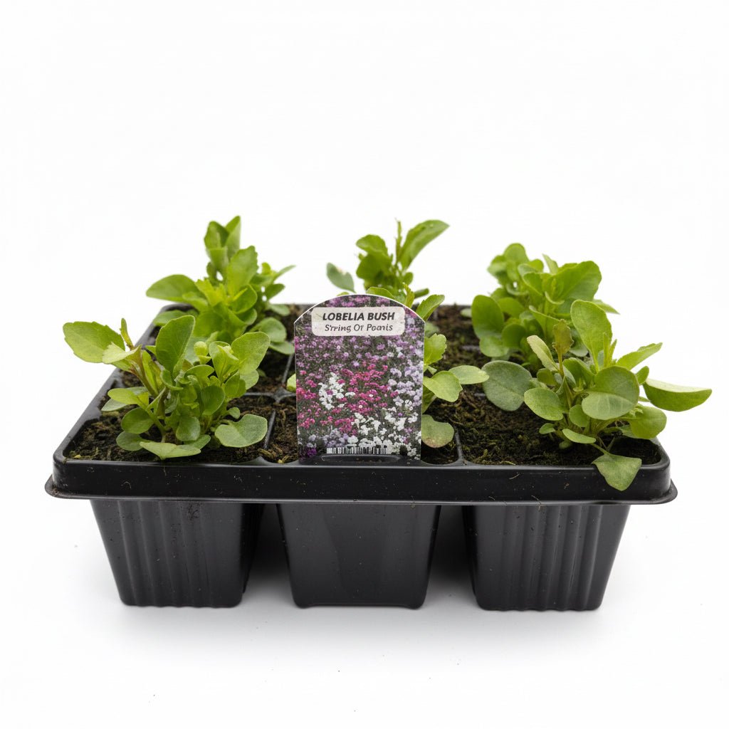 Lobelia Bush String of Pearls