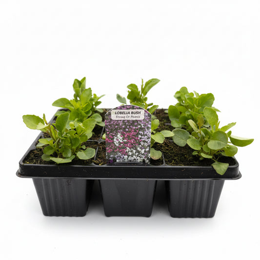 Lobelia Bush String of Pearls