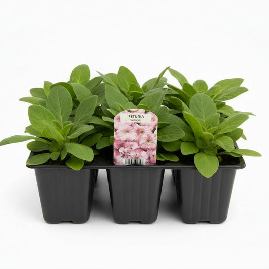 Petunia Salmon