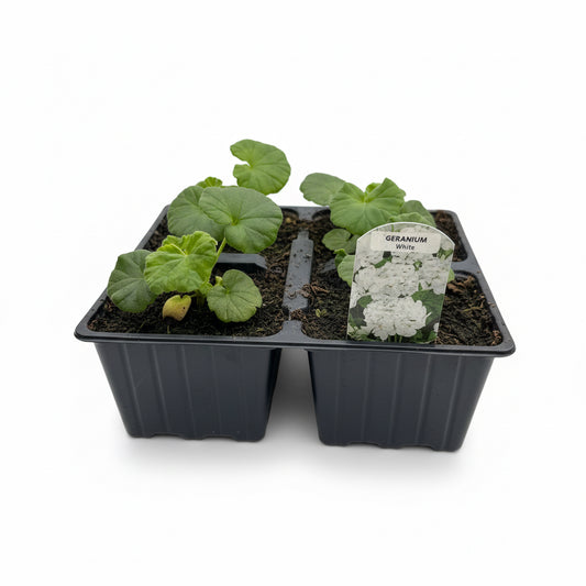 Bedding Geranium White