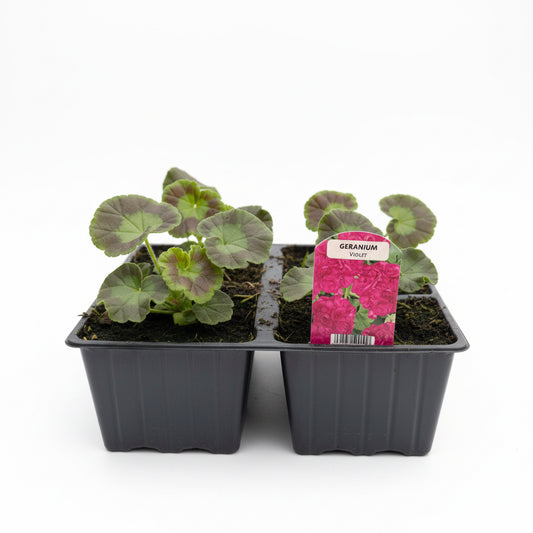 Bedding Geranium Violet