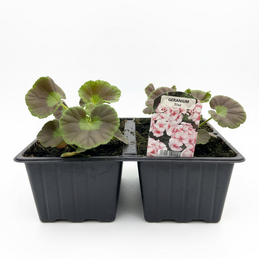 Bedding Geranium Star