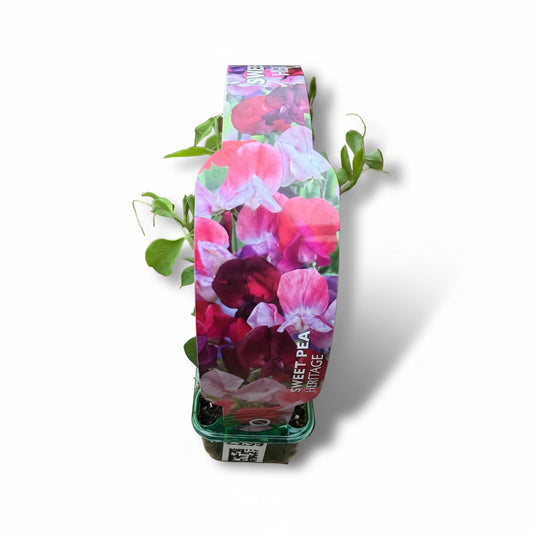 Sweet Pea Heritage