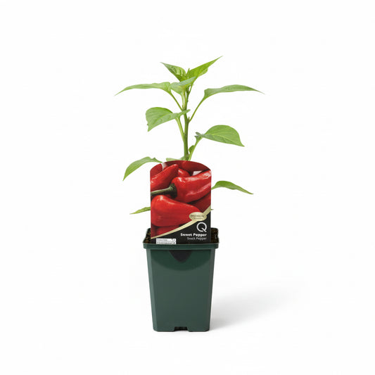 Sweet Pepper Snack Pepper