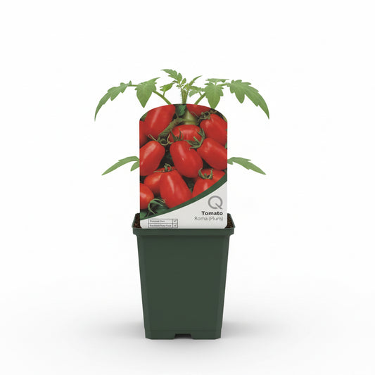Tomato Roma