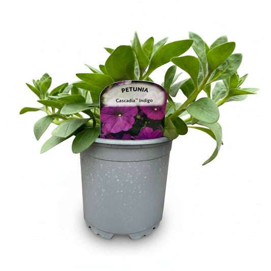 Petunia Cascadias Indigo